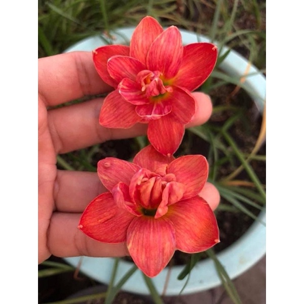Củ hoa huệ mưa kép ngoại Maddam Butterfly bảo hành mặt hoa