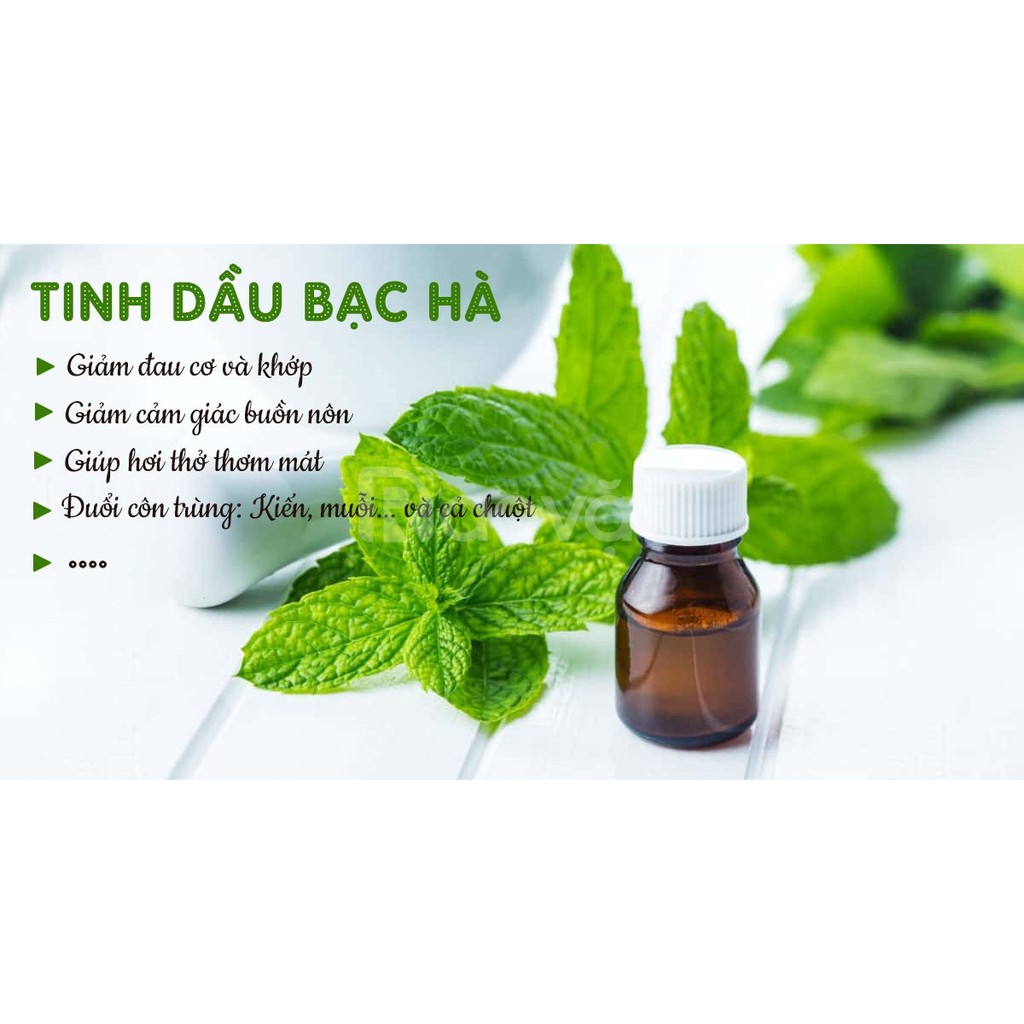 Tinh dầu bạc hà ⚜ FREESHIP ⚜ tinh dầu thơm phòng  nguyên chất - thơm mát - thư giản - đuổi chuột - côn trùng