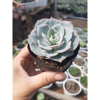 SEN ĐÁ HỒNG PHẤN🌵SIZE6CM🌵SEN ĐÀ LAT🌵THUẤN SỨ NÓNG🌵FREESHIP🌵1 ĐỔI 1