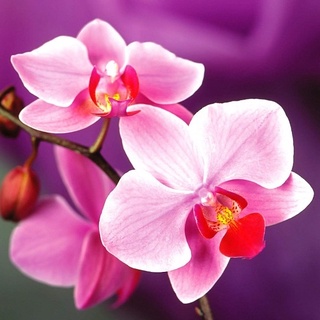 Phân Hữu Cơ Dùng Cho Hoa Lan (36 túi lưới)