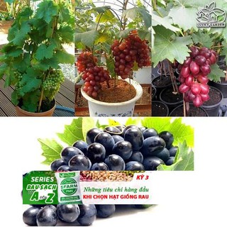 Hạt giống Nho lùn trồng chậu (gói 10 hạt)
