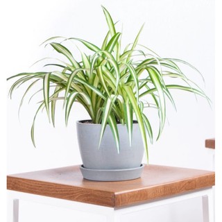10 cây giống cỏ lan chi/ cây dây nhện