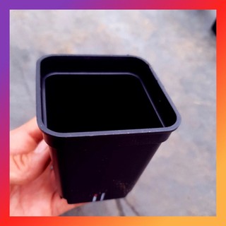 Chậu nhựa 7.7cm sưu tầm sen đá |freeship| 🔥 xuất xứ đà lạt, đã thuần khí hậu, siêu khoẻ đẹp 🍏 lỗi 1 đổi 1