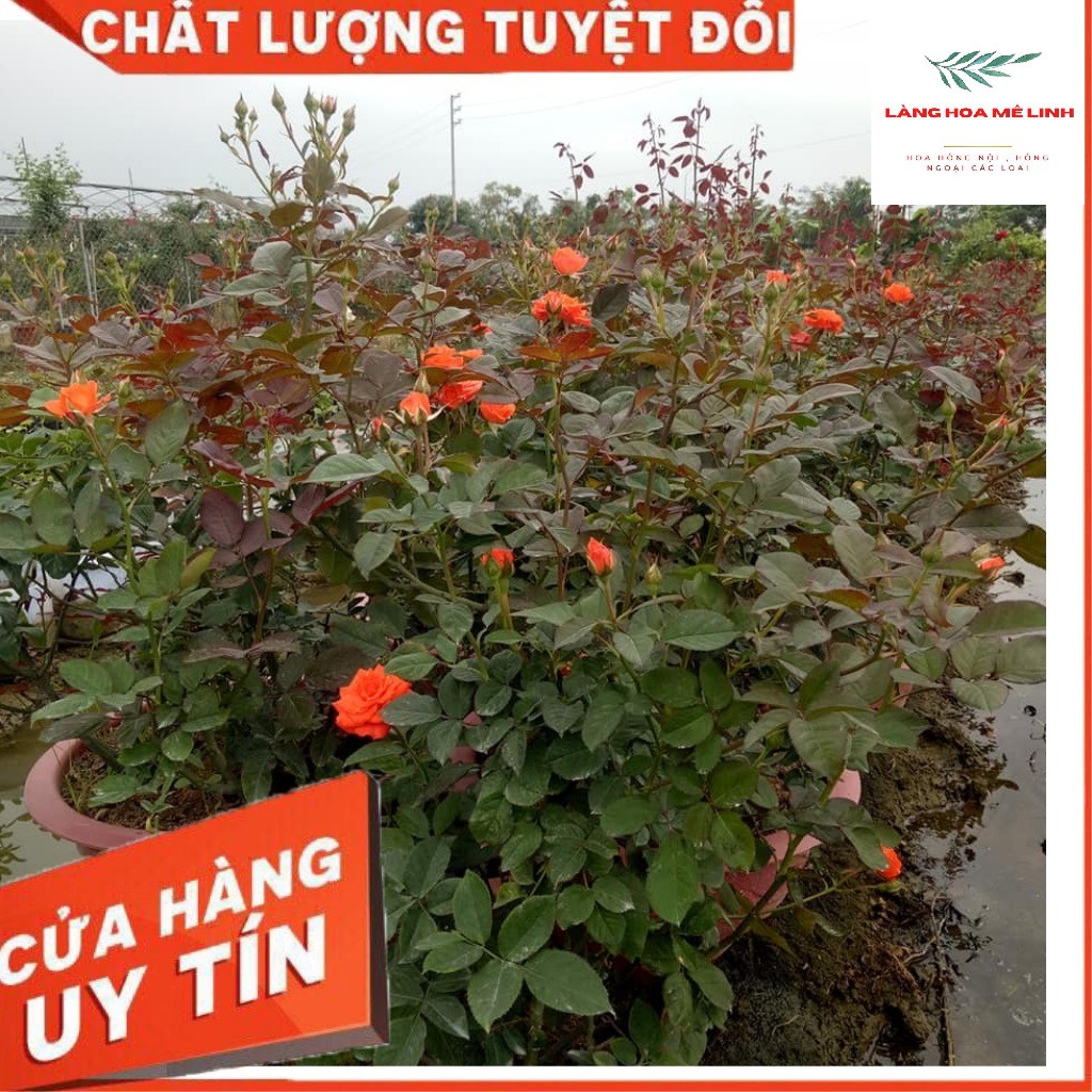 HOA HỒNG TIỂU MUỘI  [ ️SIÊU ĐẸP️]  MÀU SẮC PHONG PHÚ ĐỎ - CAM  HOA HỒNG NỤ NHỎ