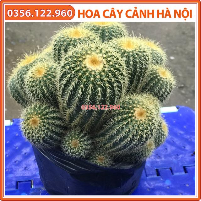 Xương rồng bóng bụi to