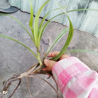2 cây lá dứa con rễ trần