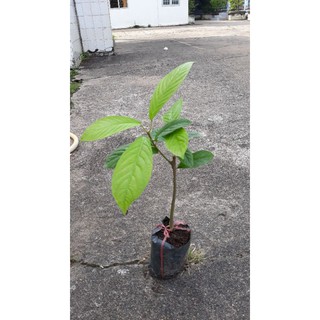 Cây dâu xanh gia bảo