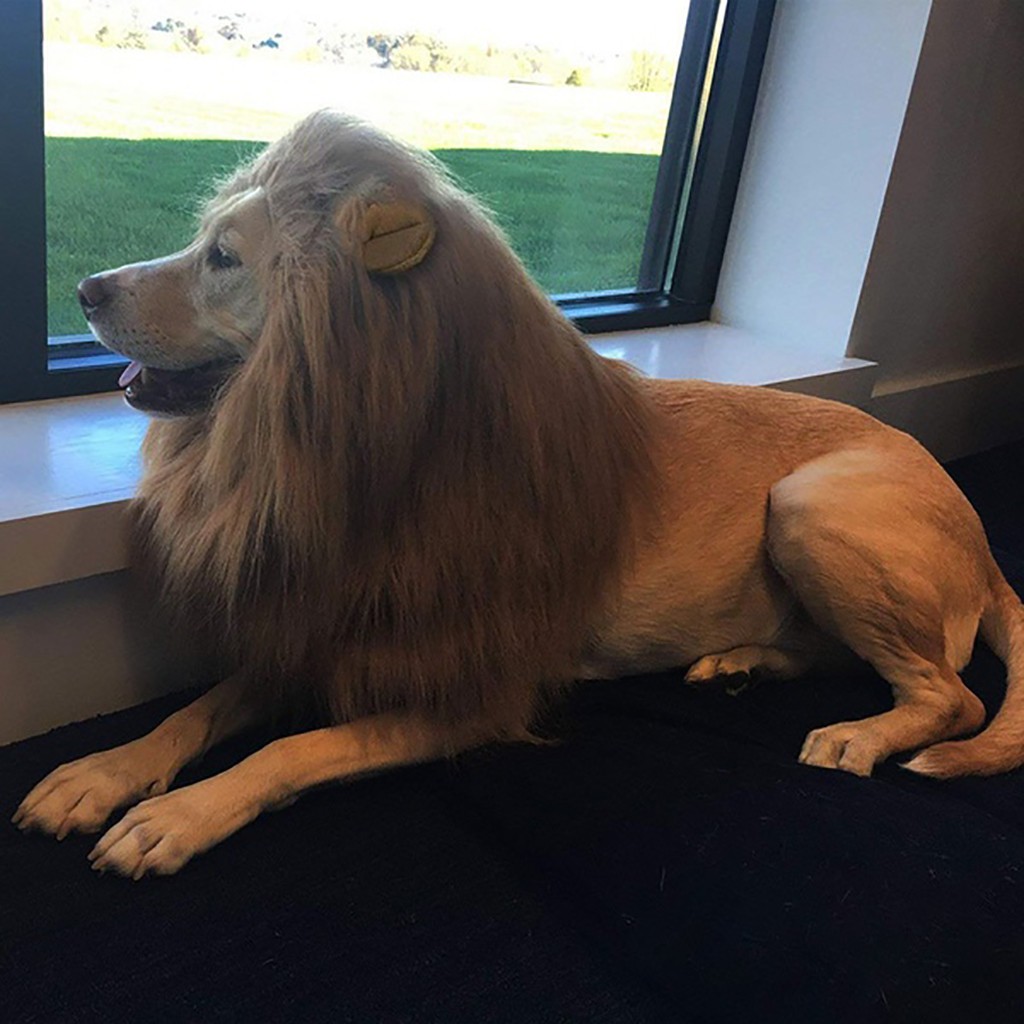 Đồ chơi chùm đầu sư tử Lion Head Cover