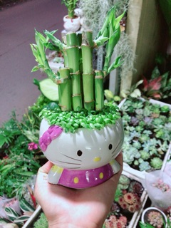Chậu Trúc Phát Tài Mèo Kitty