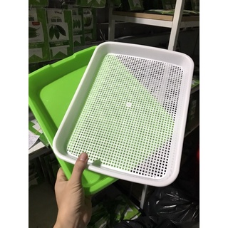 Khay trồng rau mầm
