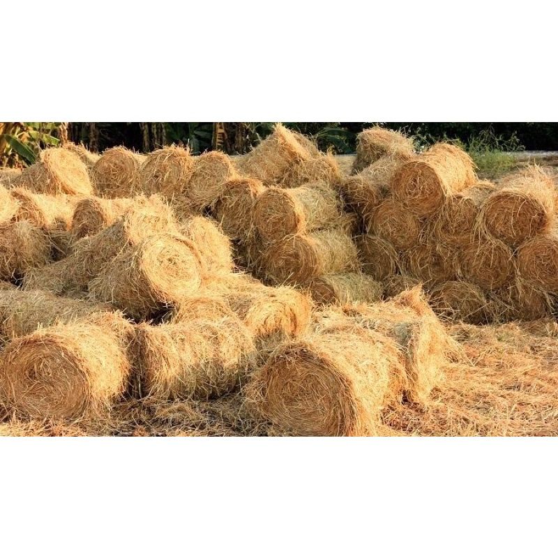 1 cuộn rơm khô 15kg,,>> 20kg có mã miễn ship 0₫