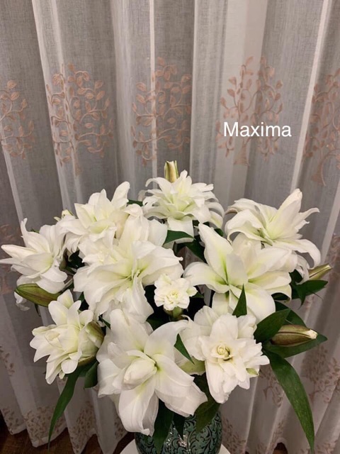 Combo 10 củ ly kép