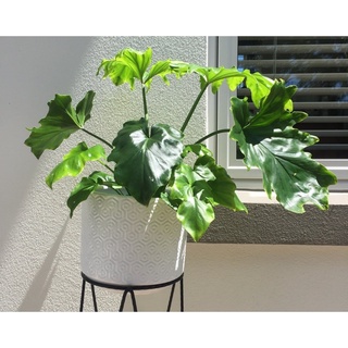 <GIÁ RẺ NHẤT> CÂY TRẦU BÀ THANH XUÂN- Philodendron Selloum Split< size trung