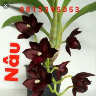 Thiên nga chọn màu cây giống