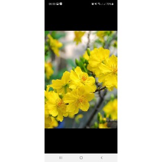 combo 3 cây giống mai vàng