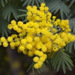Hạt giống hoa MIMOSA ( cây trinh nữ)- 10 hạt
