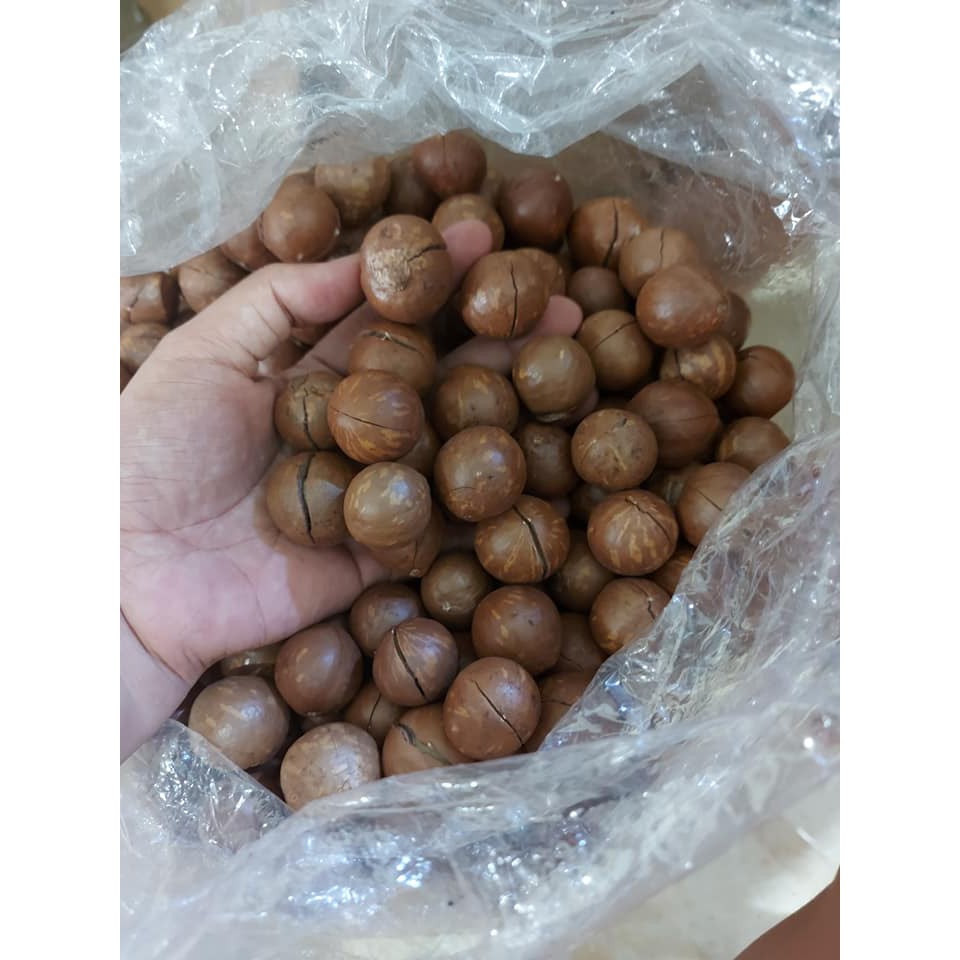 500Gr HẠT MACCA ĐĂKLĂK ORGANIC NHÀ TRỒNG (Hạt mắc ca) - VEGA NUTS | BigBuy360 - bigbuy360.vn