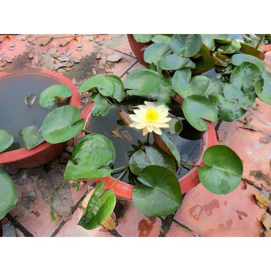 Hạt giống Súng Thái Mini - Hoa Đẹp Dễ Trồng