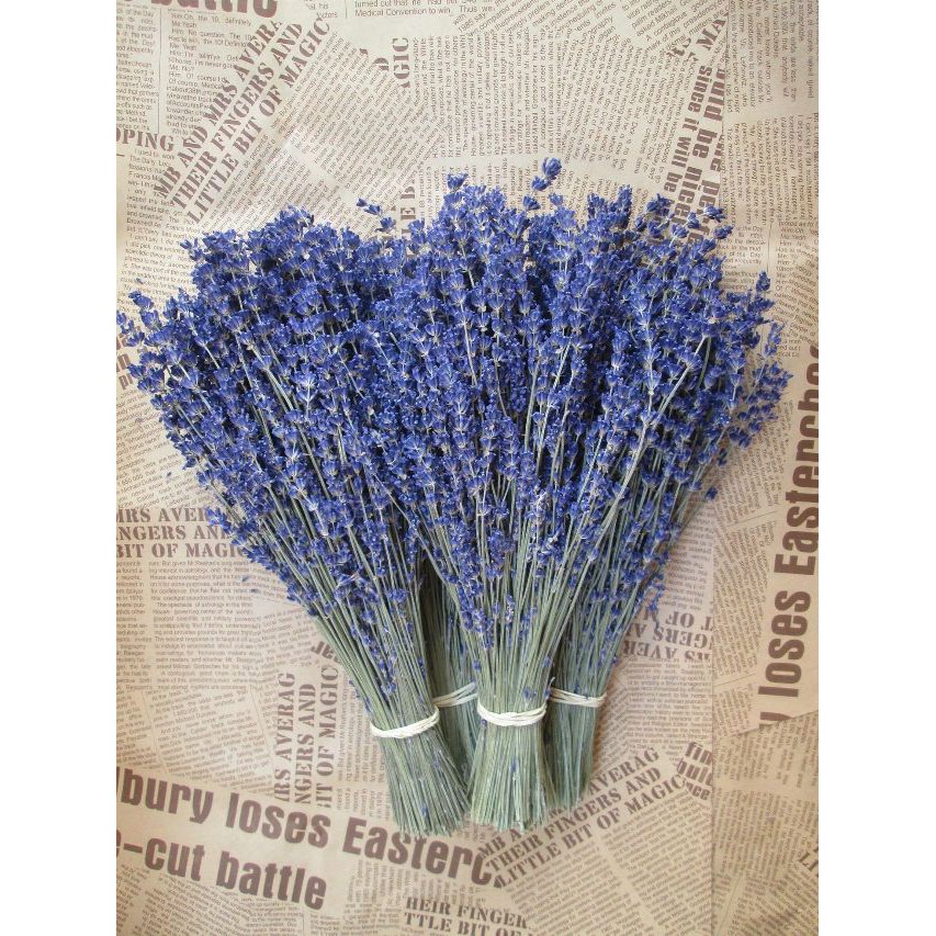 Hoa Lavender Chuẩn Pháp