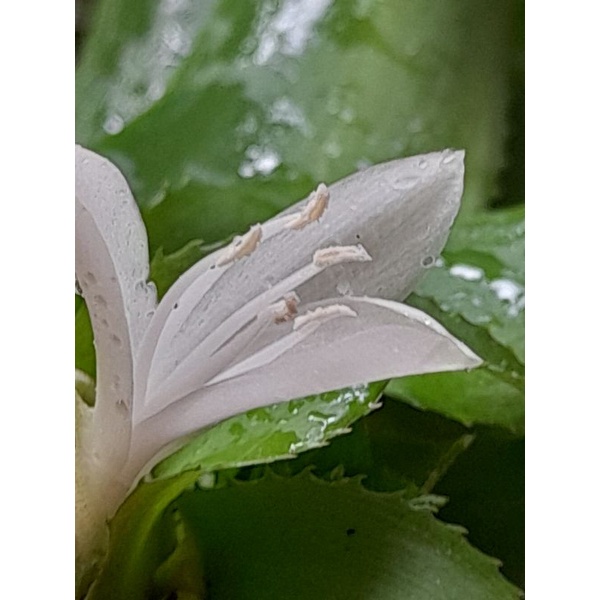 Cây sao thổ - hoa thơm   mang lại sự may mắn.