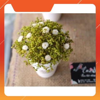 Lọ hoa Babi Bloom để bàn nhỏ