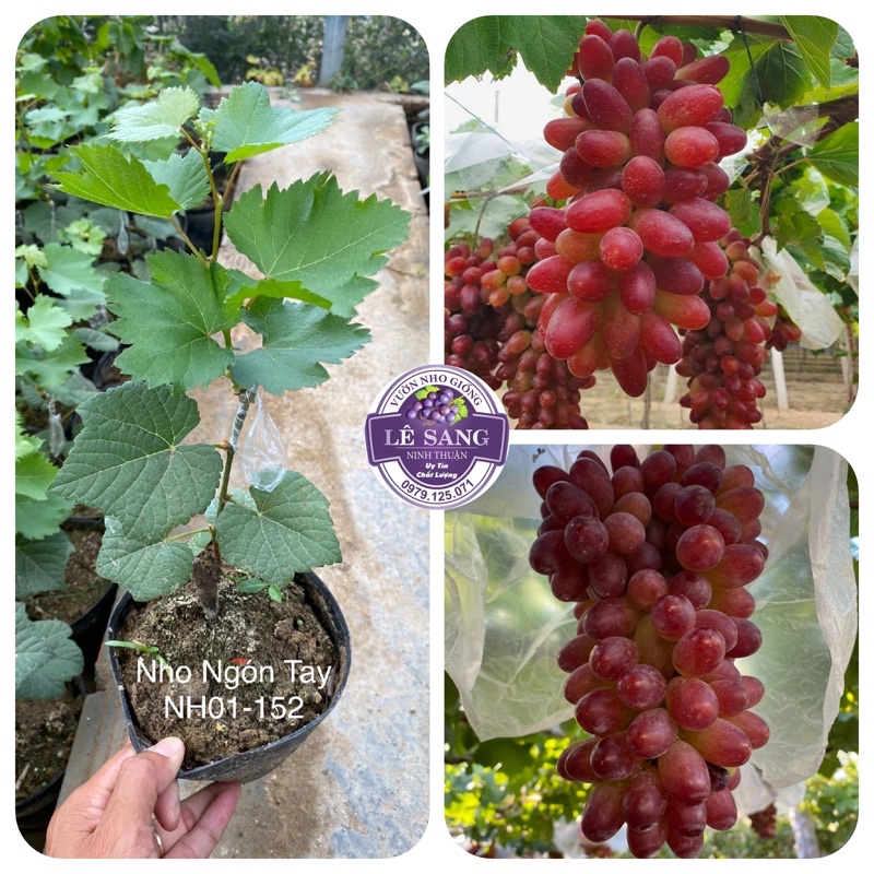 Cây Nho Ngón Tay. NH01-152  Giống Nho Ninh Thuận.