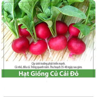 Hạt giống củ cải mini đỏ năng suất cao 1gr