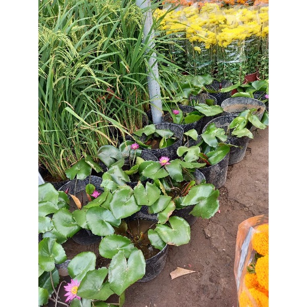 3Kg Đất Trộn Hữu Cơ 5 Loại Trồng Sen Đá Rau Sạch