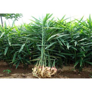 TINH DẦU GỪNG NGUYÊN CHẤT 10ML