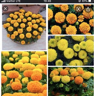 Hạt giống vạn thọ mỹ