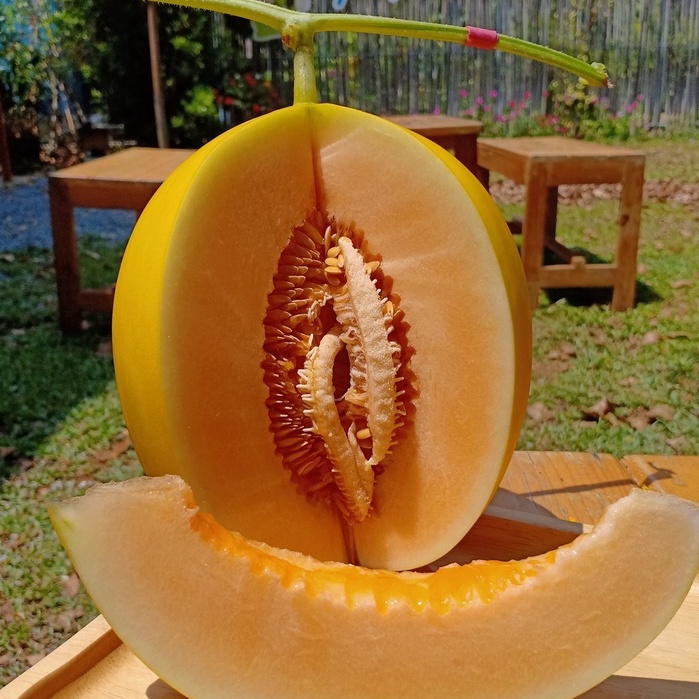 HẠT GIỐNG DƯA KIM HOÀNG HẬU TRÒN F1