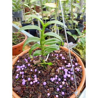 Phi Điệp 🍀FREESHIP🍀 5 Cánh Trắng Bạch Tuyết [ Ươm Kie ]