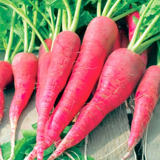 Gói 20 gram hạt giống củ cải đỏ Sapa F1  cao sản