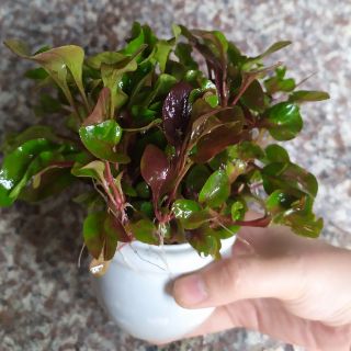 Cây thủy sinh HỒNG BA TIÊU.
