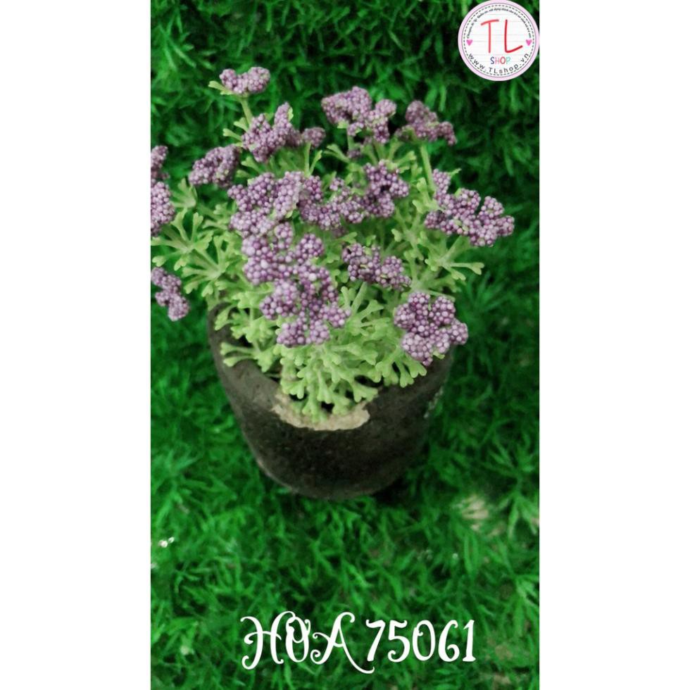 Chậu hoa bi xinh xắn