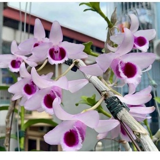 Lan phi điệp 5 cánh trắng