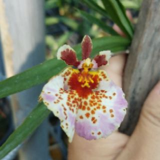 Vũ nữ bút chì Cốc lớn
