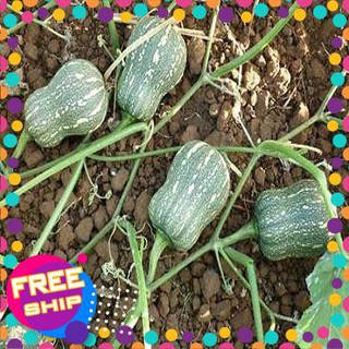 10 Hạt giống Bí đỏ Hạt đậu (tặng gói Kích nẩy mầm và Hướng dẫn) TRỢ GIÁ KHUẾN MẠI TẾT