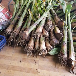 Chuối sáp giống........