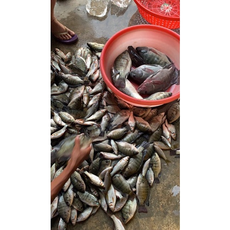 Cám câu cá rô phi và cá trôi