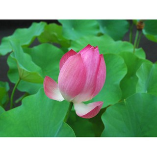 Hạt giống hoa sen ta
