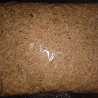 vỏ trấu trồng cây