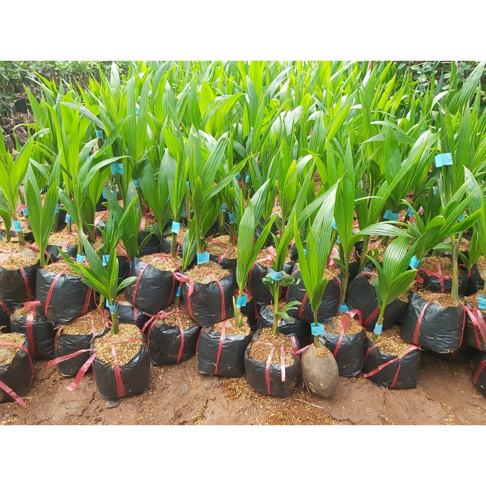 CÂY GIỐNG DỪA SÁP ĐẶC RUỘT [ SIÊU SỚM , SIÊU TRÁI]. [ RẺ HƠN HOÀN TIỀN ]