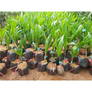 Cây giống dừa sáp đặc ruột .