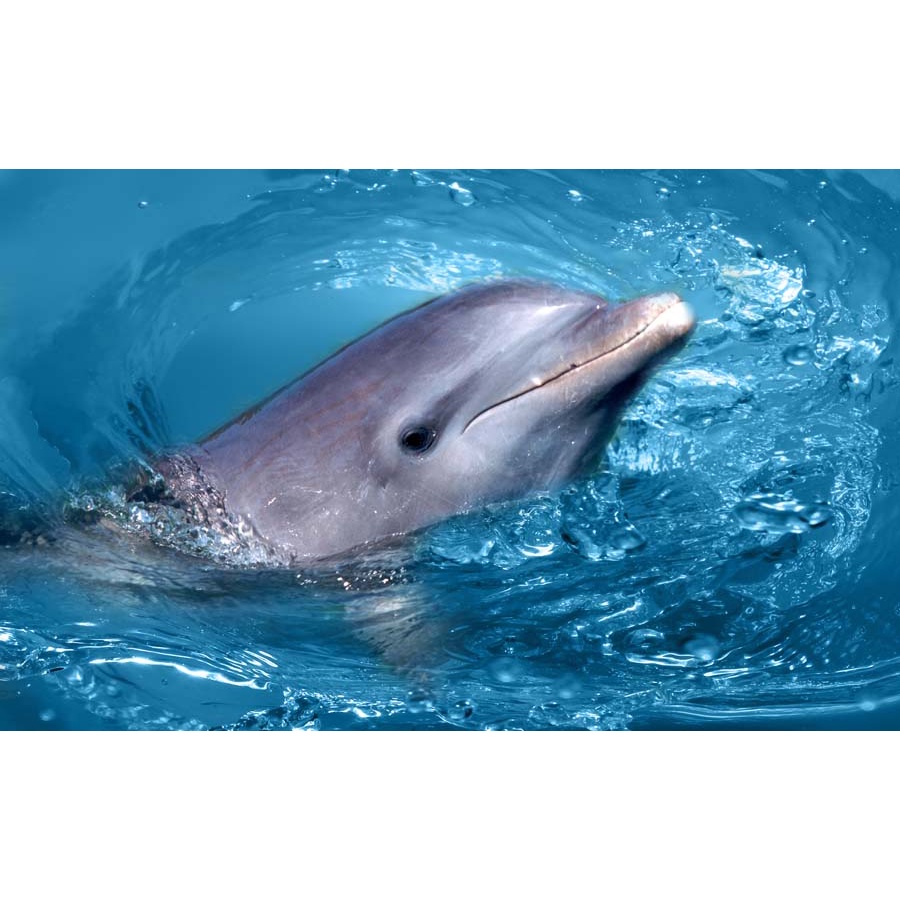 Tranh Dán Tường Hoạt Hình Thế Giới Đại Dương 3D chất liệu chống thấm nước