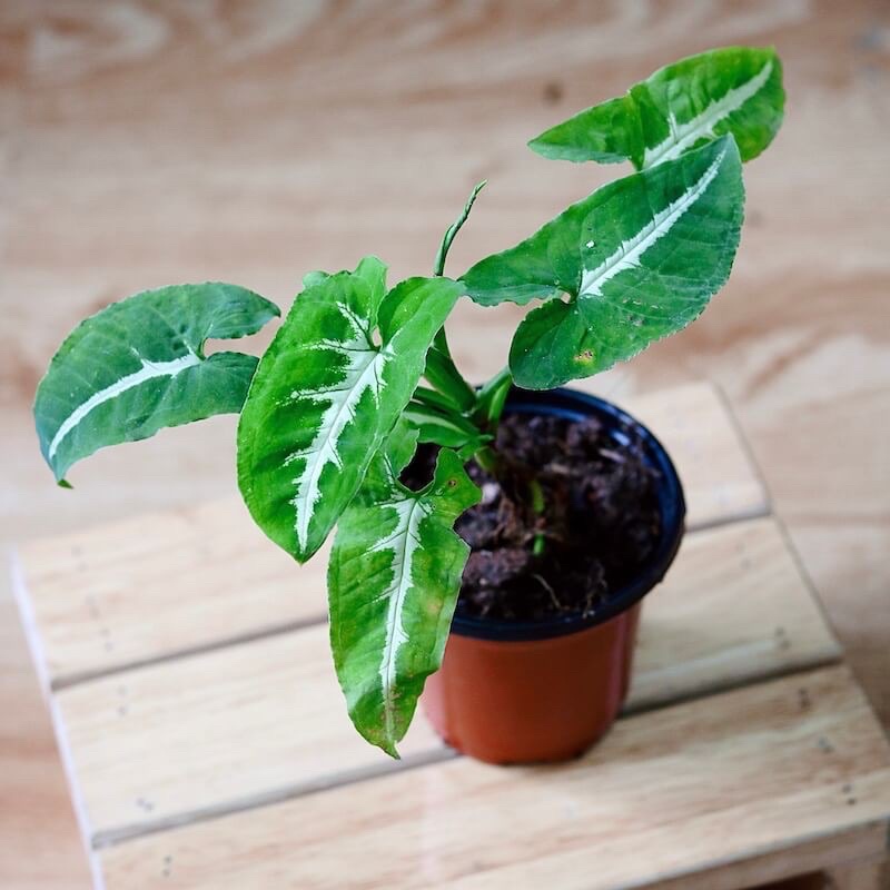 Chậu cây Syngonium wendlandii (Trầu Bà Nhung Sọc Trắng), trồng thuỷ sinh được.