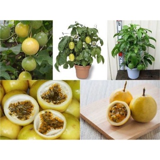 Giống Chanh Dây Nhật Ngọt Lùn Sai Trái