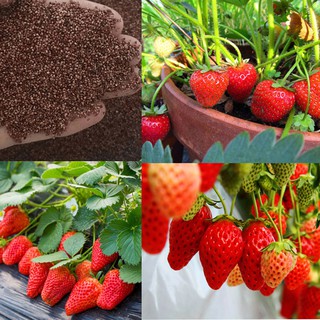 Gói 50 hạt giống dâu tây quả đỏ mọng nước, Hạt giống dâu tây chịu nhiệt quả to đỏ ngọt lịm