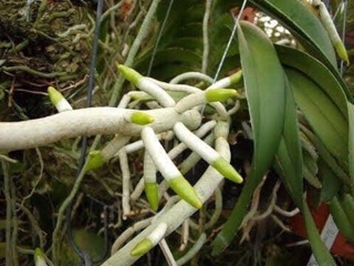 Thuốc kích rễ exotic hoa lan