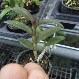 [FREESHIP TỪ 50K] Phi Điệp Hòa Bình cốc giống